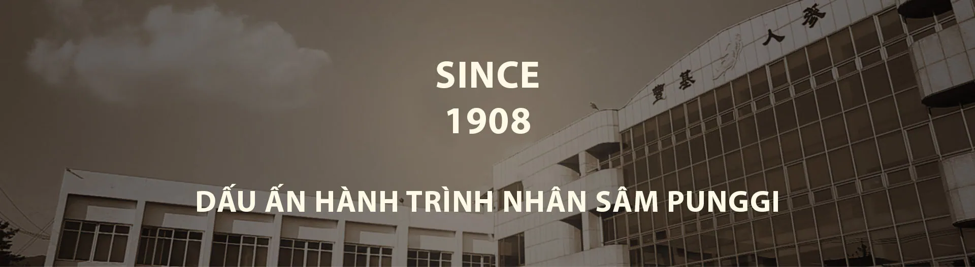 Since 1908 - Dấu ấn hành trình nhân sâm Punggi