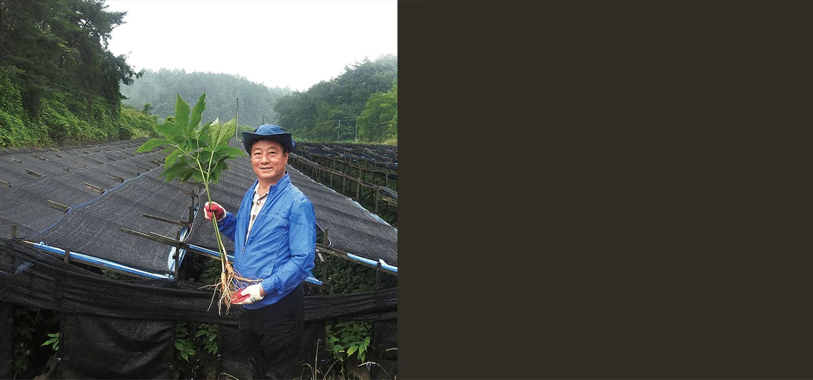 Người nông dân trồng nhân sâm Punggi