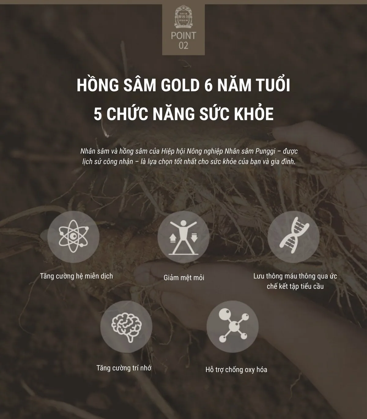 Cao Hồng Sâm Gold - chi tiết 3