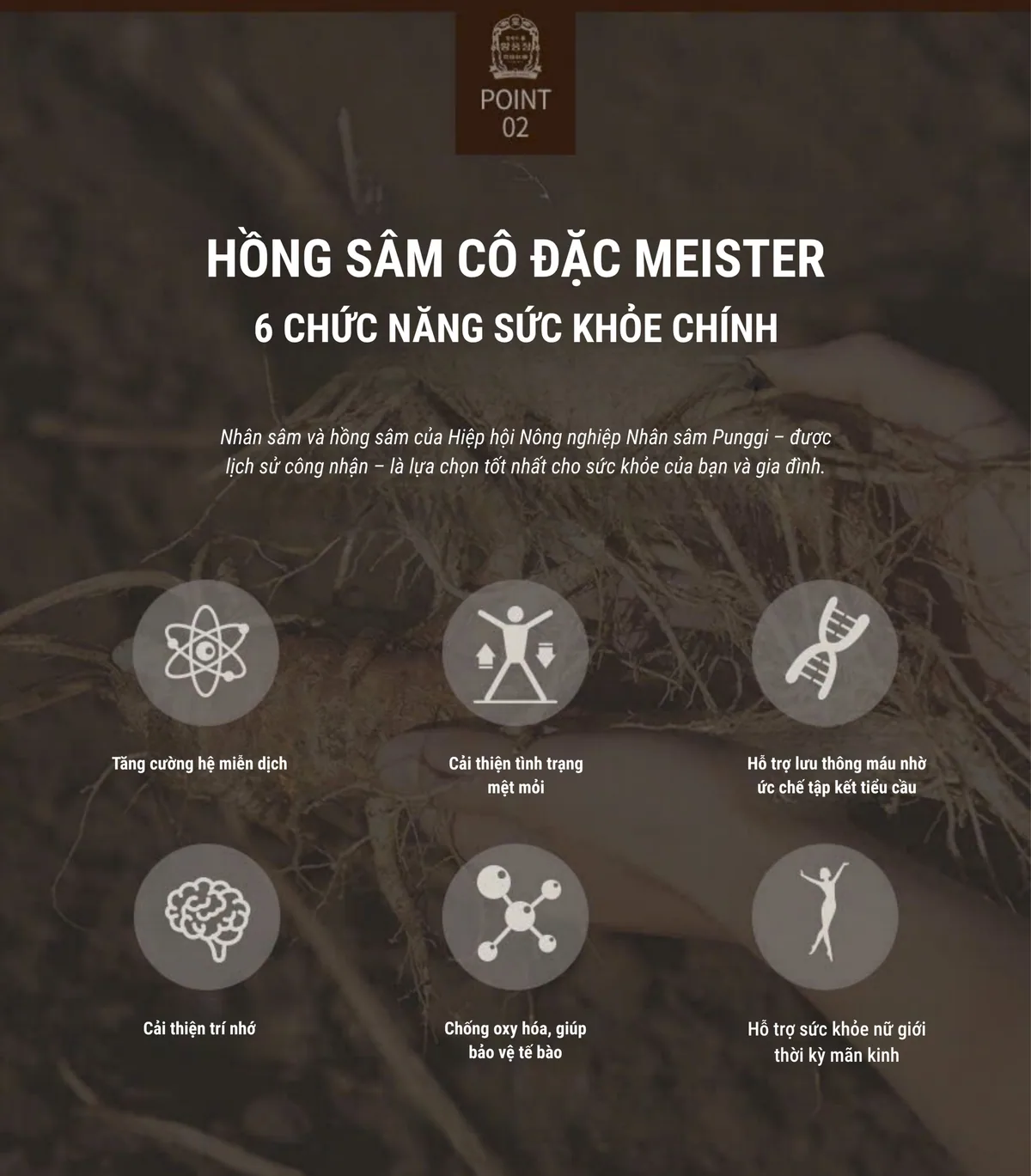 Cao Hồng Sâm Cao Cấp Meister - chi tiết 4