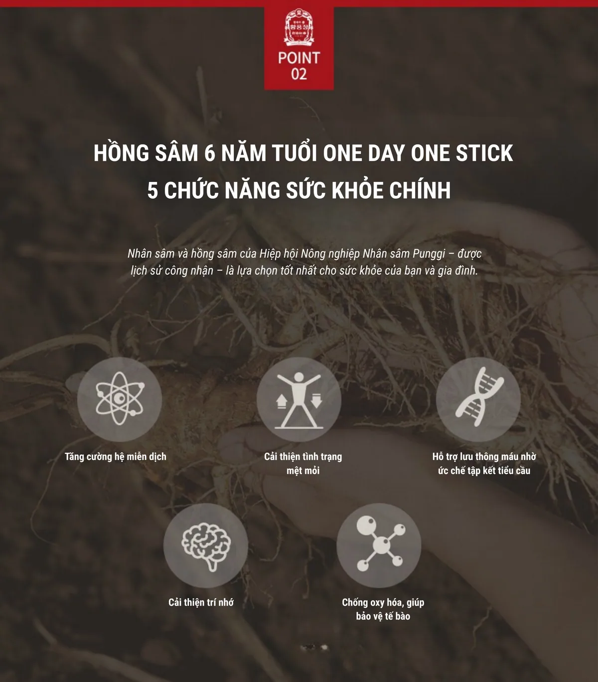 Nước Hồng Sâm One Day One Stick - chi tiết 3