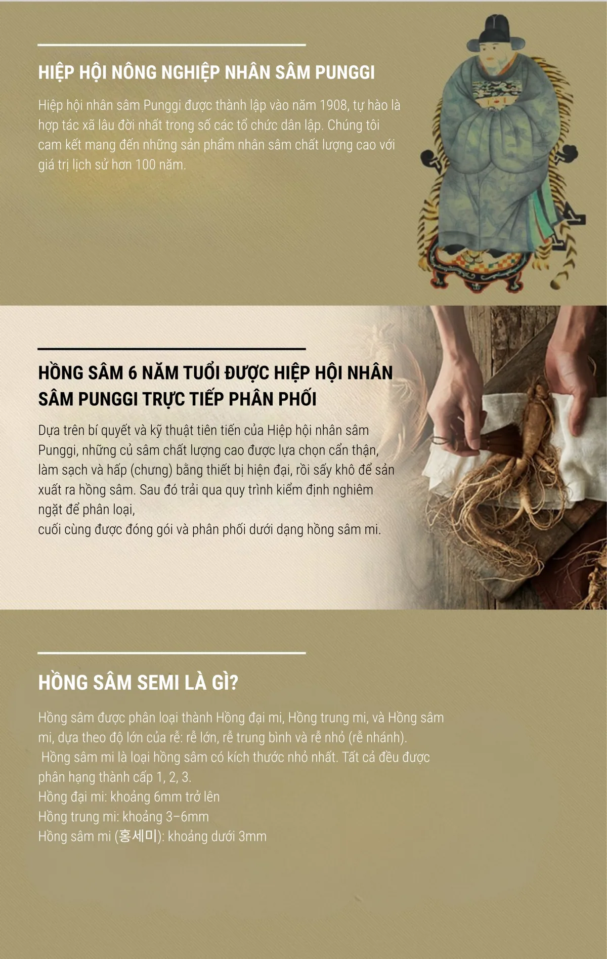 Rễ Hồng Sâm SEMI 6 Năm Tuổi - chi tiết 4