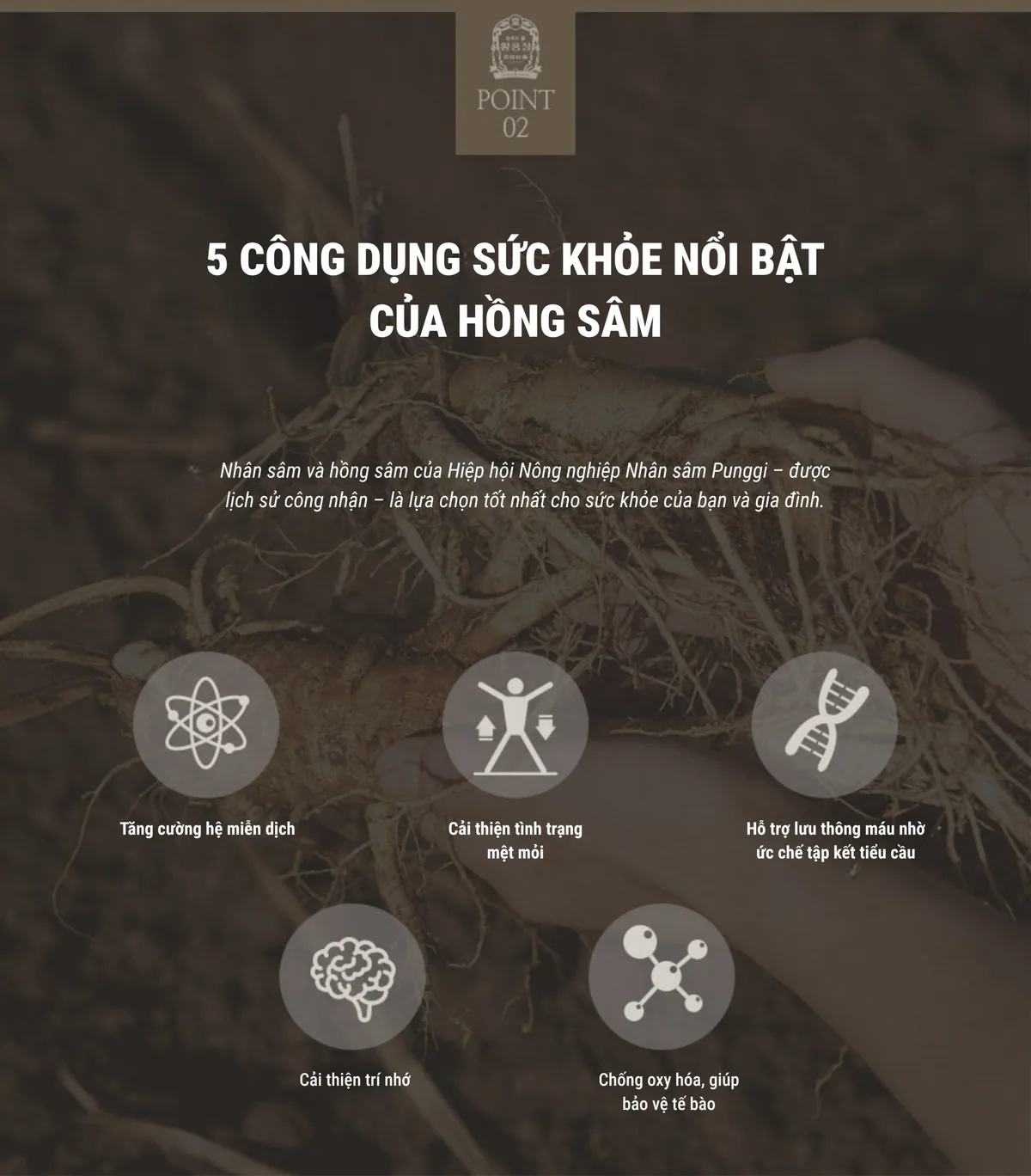 Trà Hồng Sâm (100 gói) - chi tiết 2